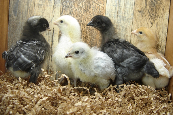 5 Pullet Chicks Week 2